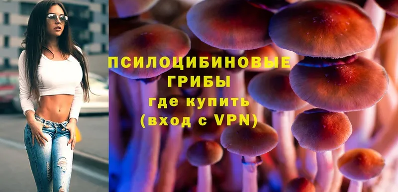 Галлюциногенные грибы Psilocybe  Ардатов 